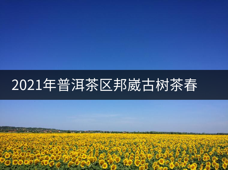 2021年普洱茶區(qū)邦崴古樹(shù)茶春茶口感特點(diǎn)介紹 2021年普洱茶區(qū)邦崴古樹(shù)茶春茶口感特點(diǎn)介紹