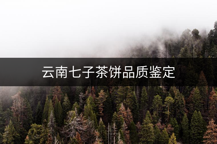 云南七子茶餅品質鑒定