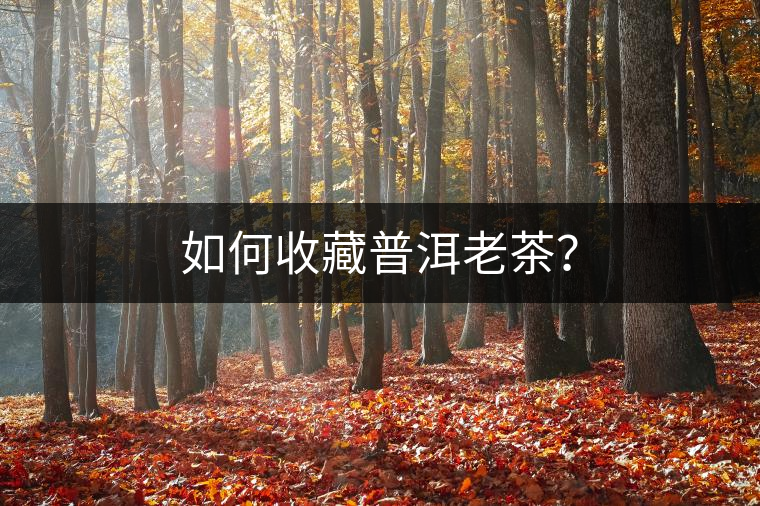 如何收藏普洱老茶？