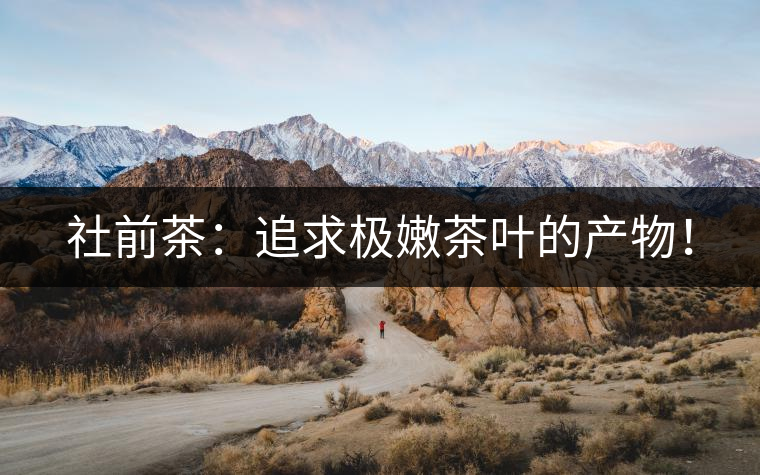 社前茶：追求極嫩茶葉的產(chǎn)物！