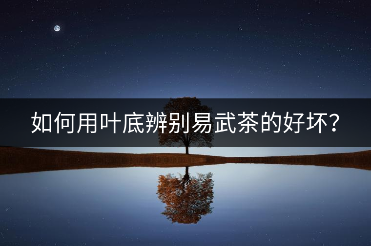 如何用葉底辨別易武茶的好壞？