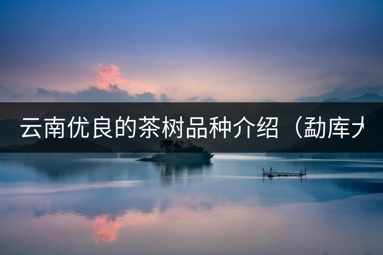云南優(yōu)良的茶樹(shù)品種介紹(勐庫(kù)大葉茶) 云南優(yōu)良的茶樹(shù)品種介紹(勐庫(kù)大葉茶)