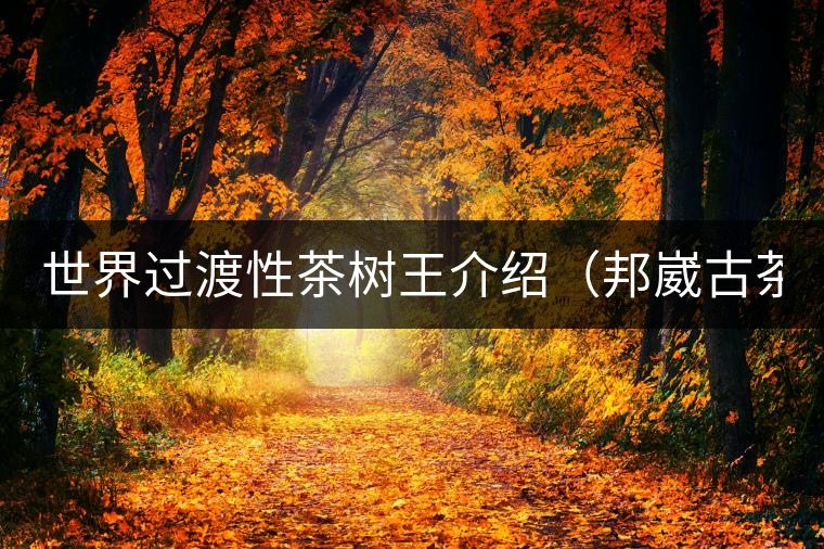 世界過(guò)渡性茶樹王介紹(邦崴古茶樹) 世界過(guò)渡性茶樹王介紹(邦崴古茶樹)