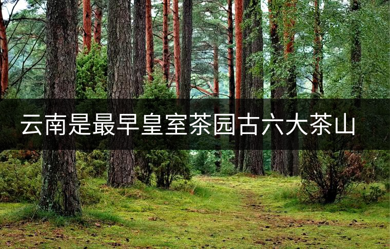 云南是最早皇室茶園古六大茶山發(fā)源地嗎？