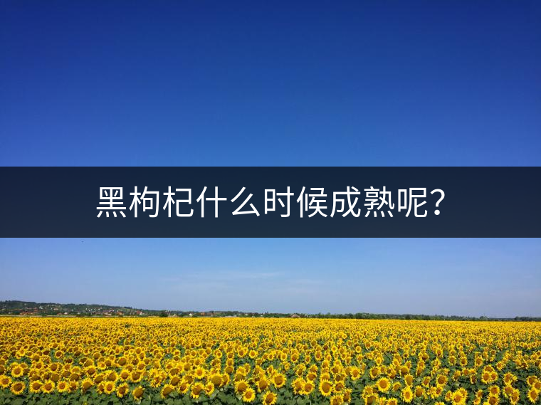 黑枸杞什么時候成熟呢? 黑枸杞什么時候成熟呢?