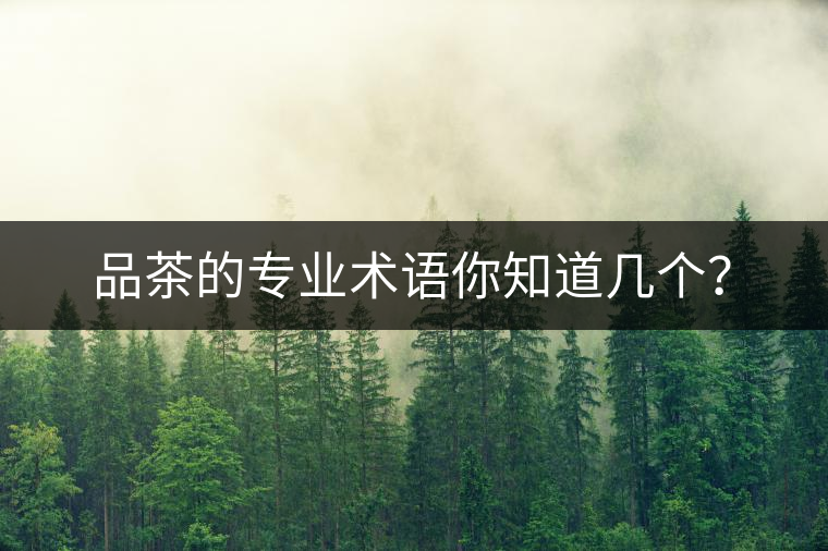 品茶的專業(yè)術(shù)語你知道幾個？