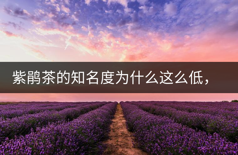 紫鵑茶的知名度為什么這么低，適合做成生茶還是熟茶？