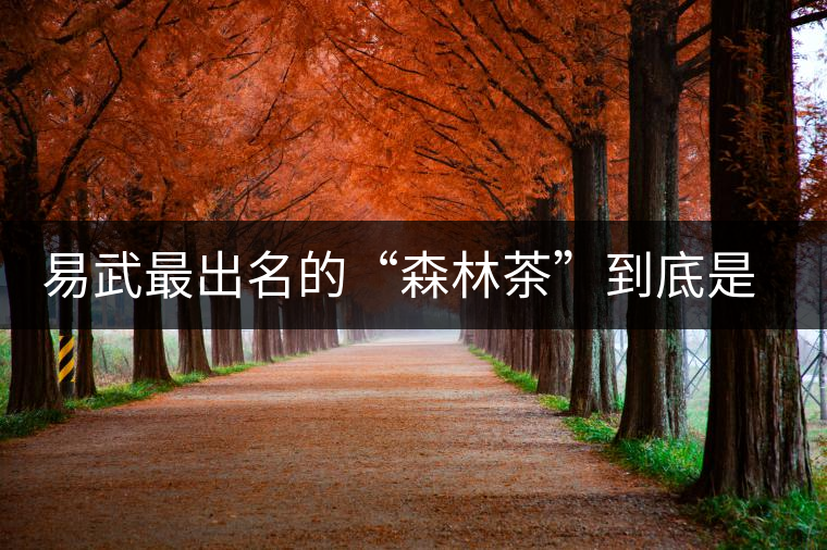 易武最出名的“森林茶”到底是什么茶？