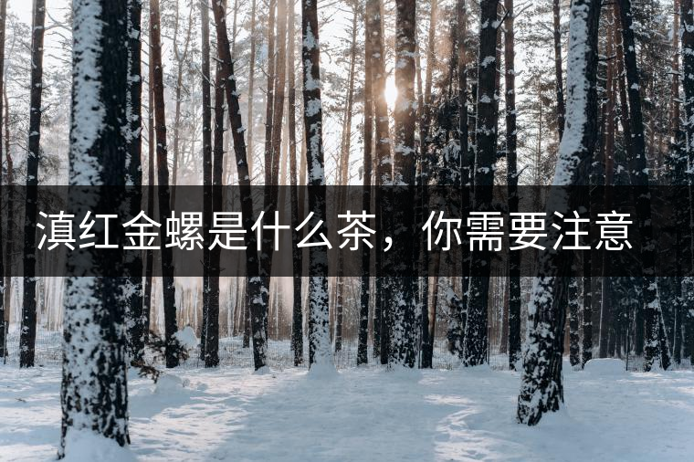 滇紅金螺是什么茶，你需要注意沖泡技巧
