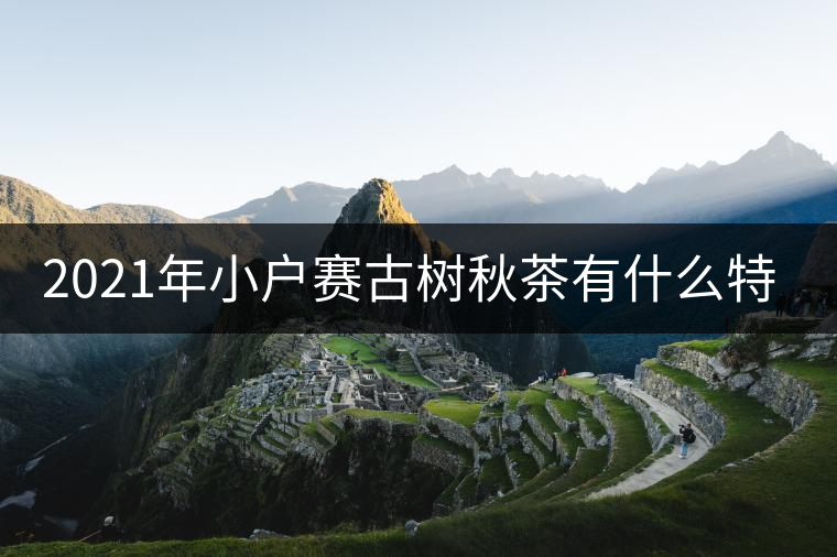 2021年小戶賽古樹秋茶有什么特點(diǎn)？