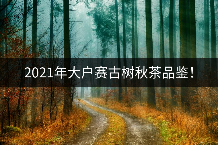 2021年大戶賽古樹秋茶品鑒！
