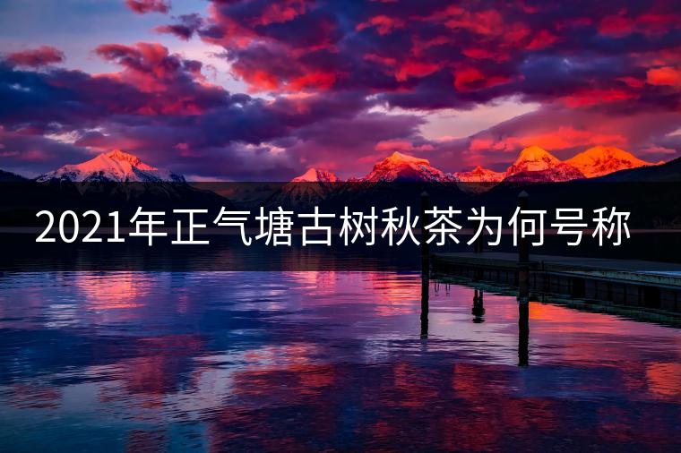 2021年正氣塘古樹秋茶為何號(hào)稱小冰島？