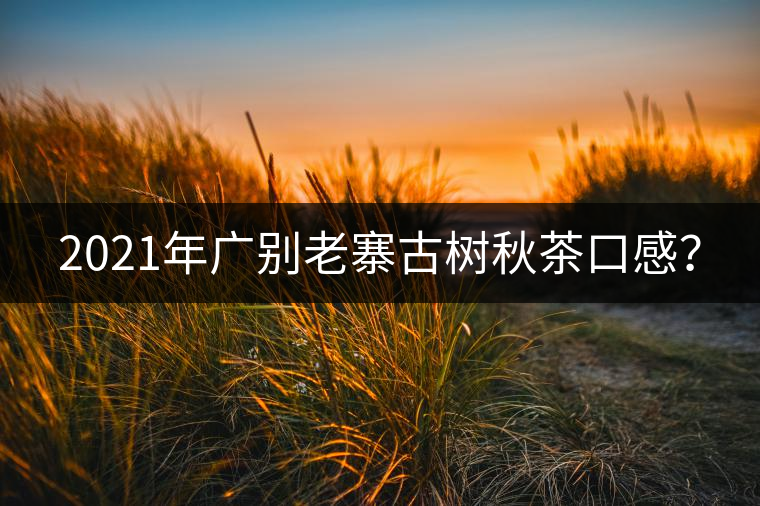 2021年廣別老寨古樹秋茶口感？