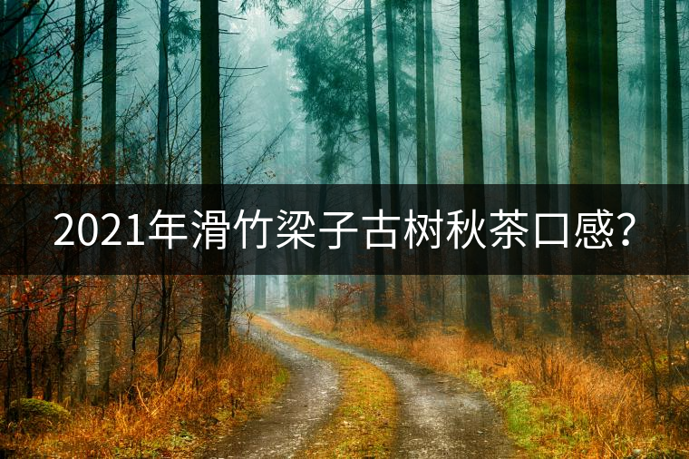 2021年滑竹梁子古樹秋茶口感？