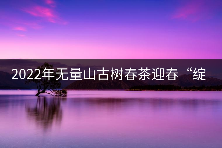 2022年無量山古樹春茶迎春“綻放”！