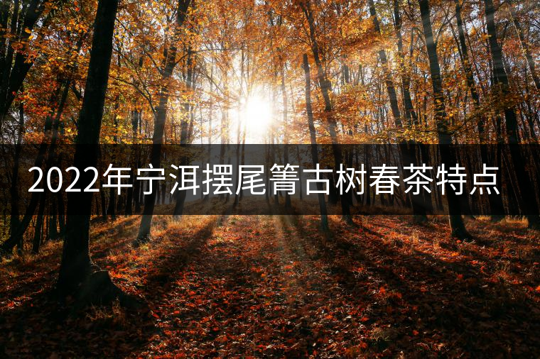 2022年寧洱擺尾箐古樹春茶特點？
