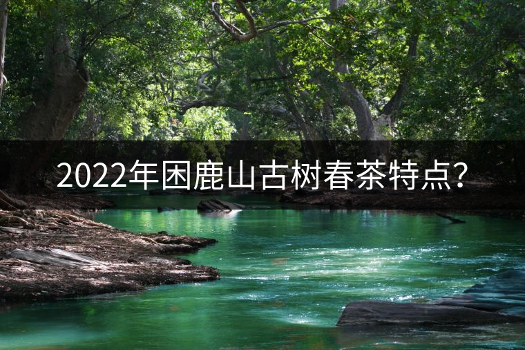 2022年困鹿山古樹春茶特點？