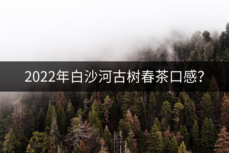 2022年白沙河古樹春茶口感？