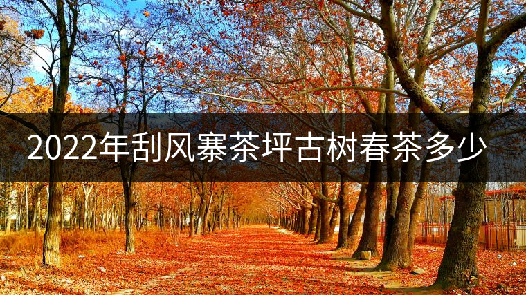 2022年刮風(fēng)寨茶坪古樹春茶多少錢一公斤？