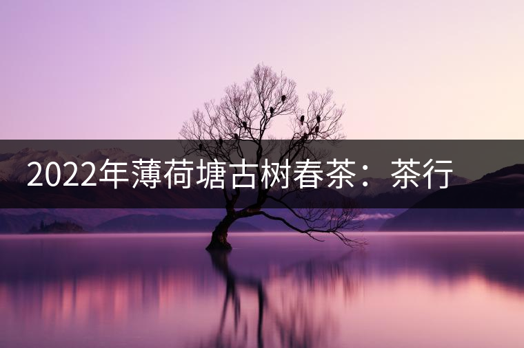 2022年薄荷塘古樹春茶:茶行業(yè)的金字招牌 2022年薄荷塘古樹春茶:茶行業(yè)的金字招牌