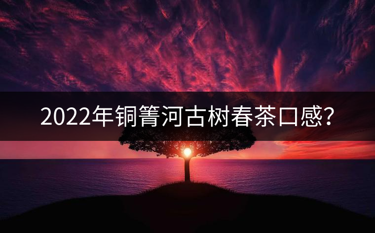 2022年銅箐河古樹春茶口感？