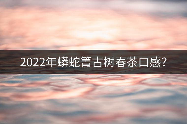 2022年蟒蛇箐古樹春茶口感？