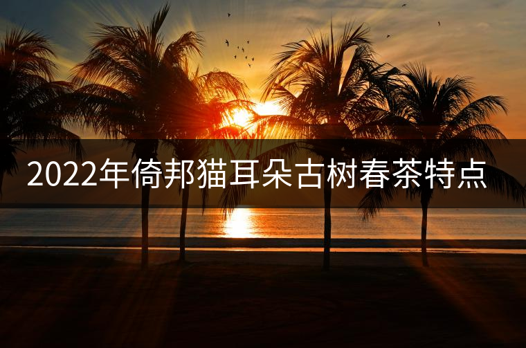 2022年倚邦貓耳朵古樹春茶特點(diǎn)？