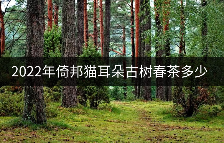 2022年倚邦貓耳朵古樹春茶多少錢一公斤？