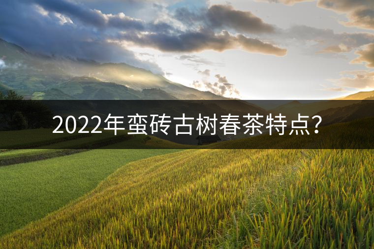 2022年蠻磚古樹春茶特點？