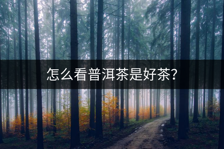 怎么看普洱茶是好茶？