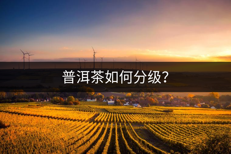 普洱茶如何分級？
