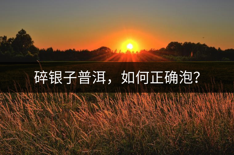 碎銀子普洱，如何正確泡？