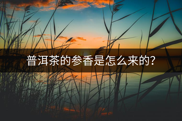 普洱茶的參香是怎么來的？