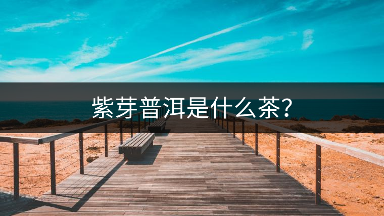 紫芽普洱是什么茶？