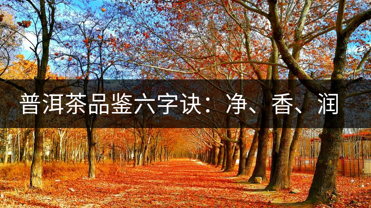 普洱茶品鑒六字訣：凈、香、潤、厚、甘、甜，帶你體驗普洱的魅力