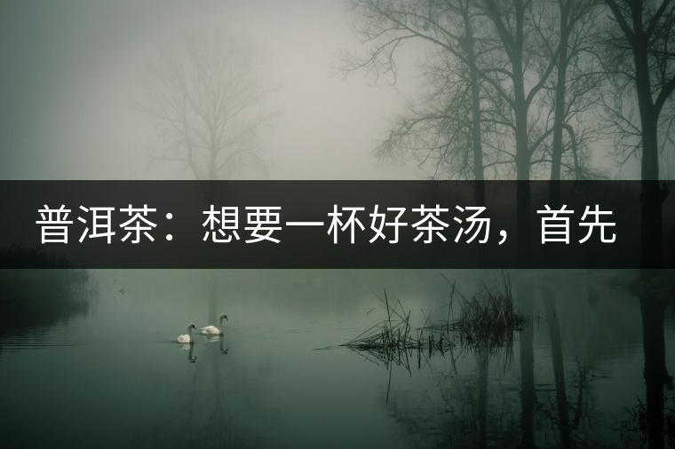 普洱茶：想要一杯好茶湯，首先要會醒茶