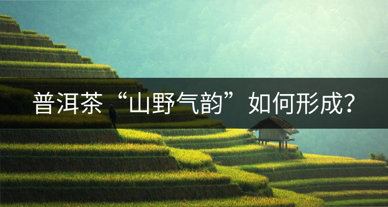 普洱茶“山野氣韻”如何形成？