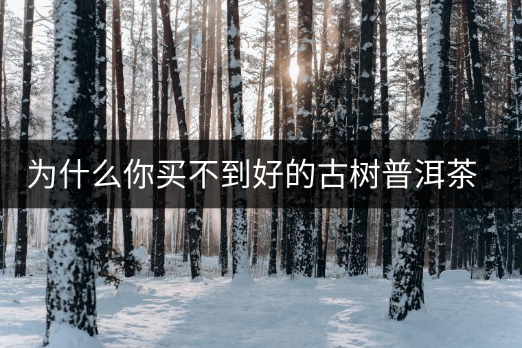 為什么你買不到好的古樹普洱茶？買茶防坑指南，看完就有收獲！