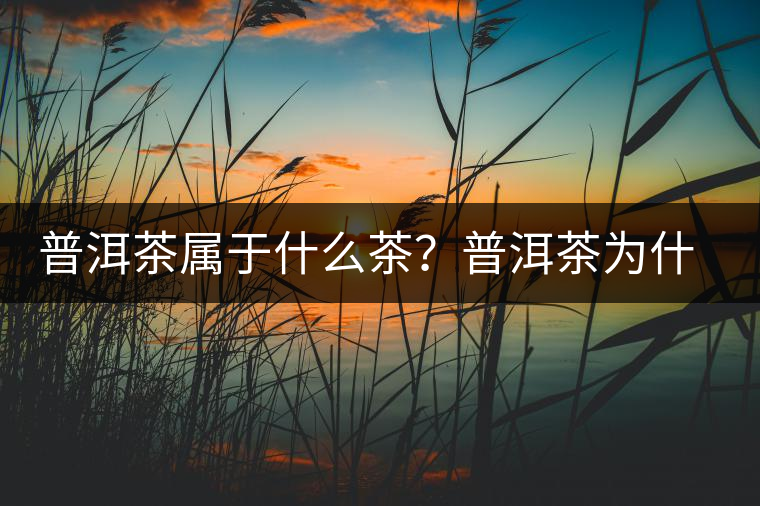 普洱茶屬于什么茶？普洱茶為什么會越陳越香？