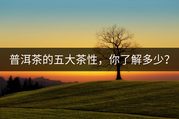 普洱茶的五大茶性，你了解多少？