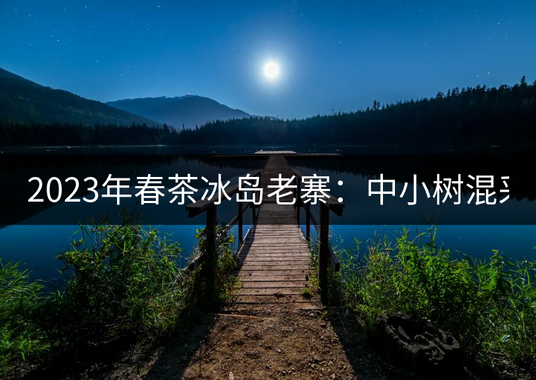 2023年春茶冰島老寨：中小樹混采2500-3000元／公斤，大樹：7000-8000元／公斤，古樹混采：28000-36000元／公斤