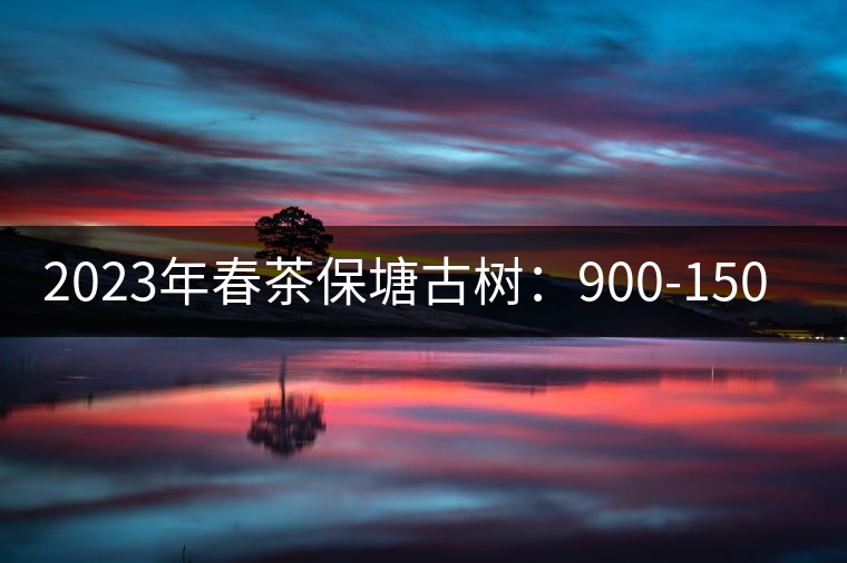 2023年春茶保塘古樹(shù)：900-1500元／公斤