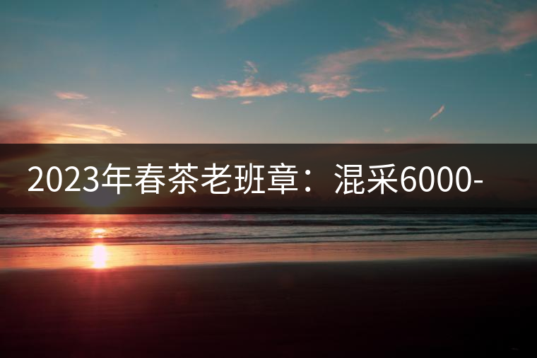 2023年春茶老班章：混采6000-8000元／公斤，挑采：12000元／公斤