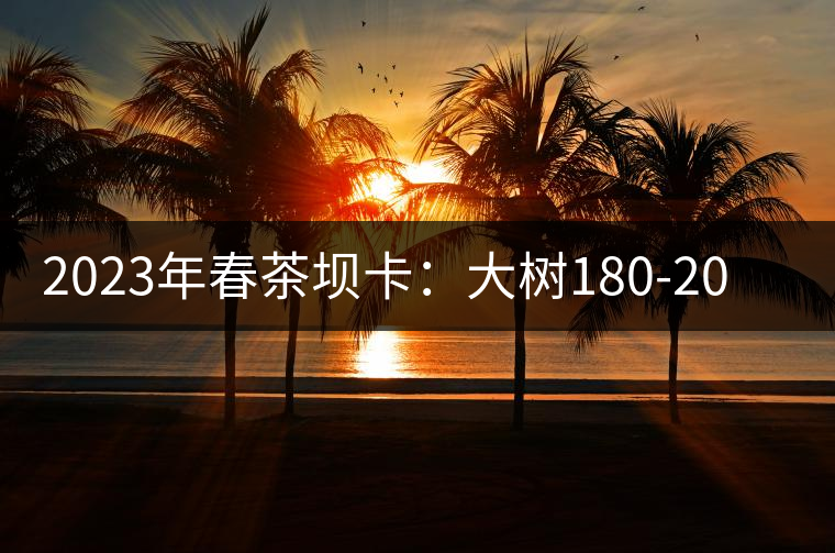 2023年春茶壩卡：大樹180-200元／公斤，古樹500-600元／公斤