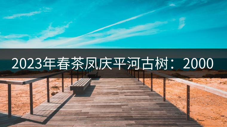 2023年春茶鳳慶平河古樹(shù)：2000-2500／公斤