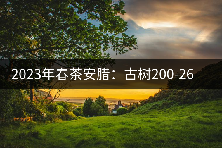 2023年春茶安臘：古樹(shù)200-260元／公斤