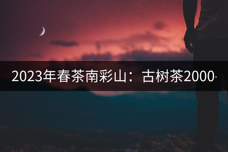 2023年春茶南彩山：古樹茶2000-2200元／公斤，大樹混采1200-1500元／公斤。