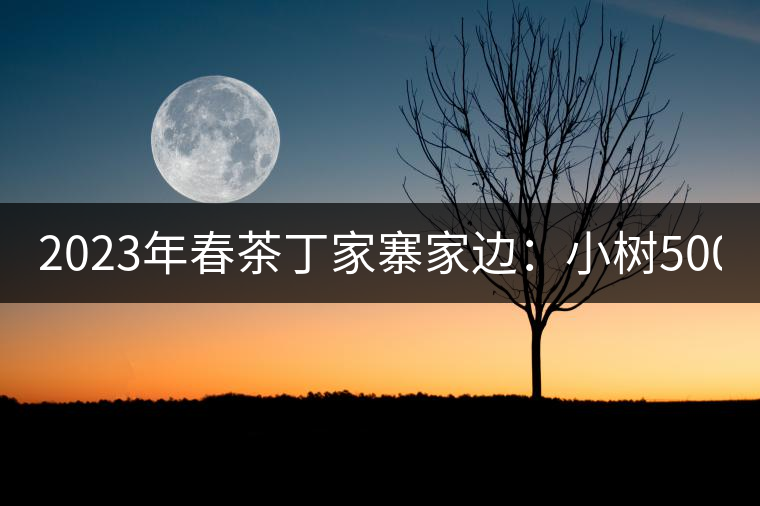2023年春茶丁家寨家邊：小樹(shù)500元／公斤，古樹(shù)1500-1600元／公斤