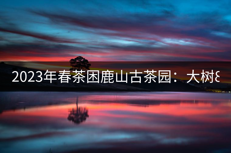 2023年春茶困鹿山古茶園：大樹(shù)8000-12000元／公斤，周邊小樹(shù)200-300元／公斤