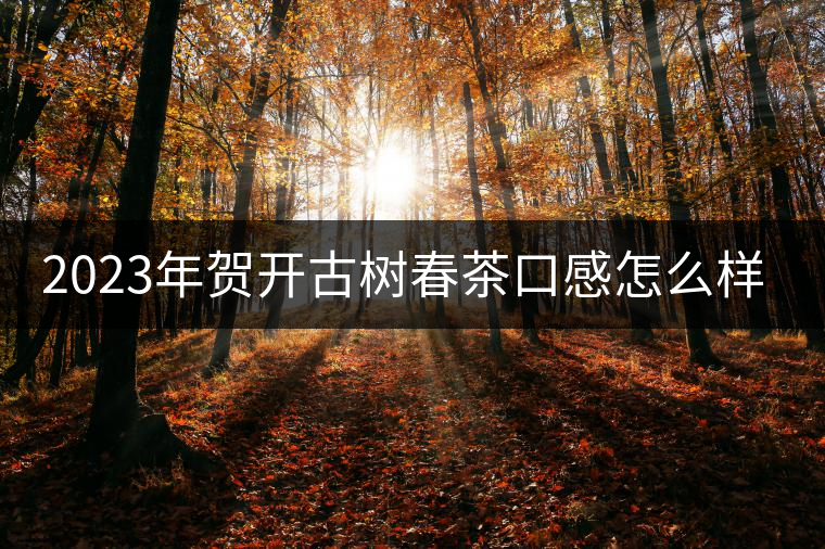 2023年賀開古樹春茶口感怎么樣？